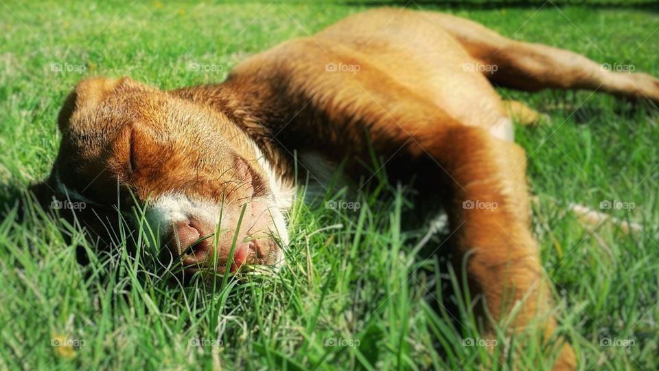 A puppy soaking up the summer sun while taking a nap in the green grass and smiling with her tongue hanging out