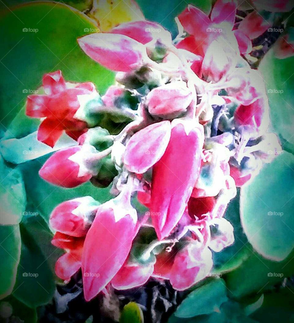 Red Succulent Reflecting Light