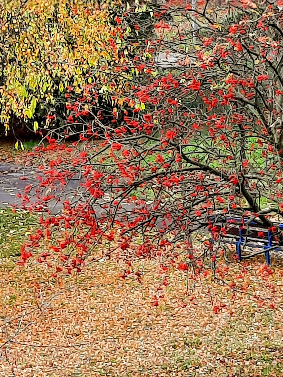 red autumn fruits of rowan