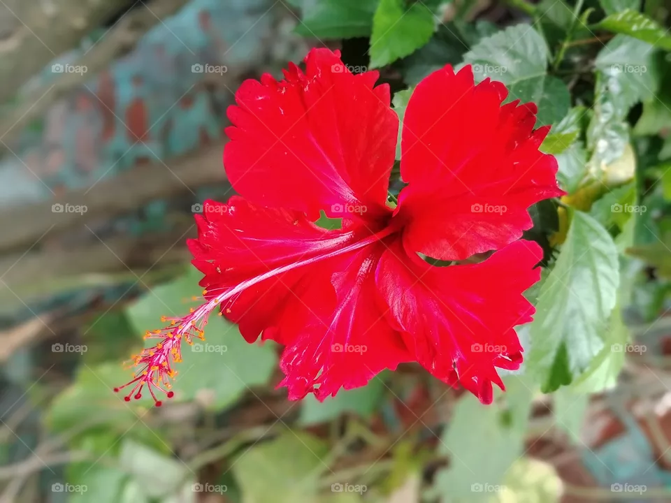 Hibiscus flower