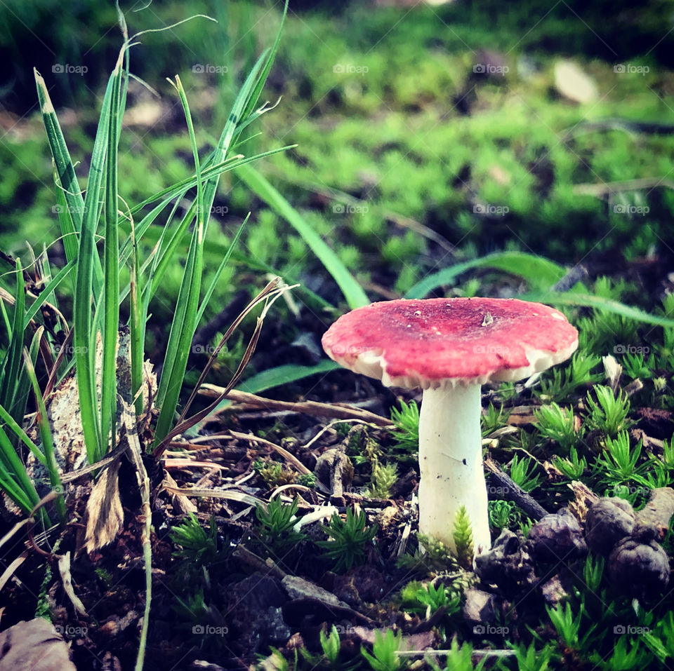 Magic little mushroom