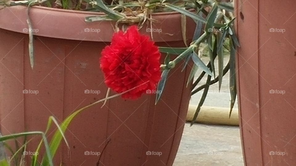 really red flower