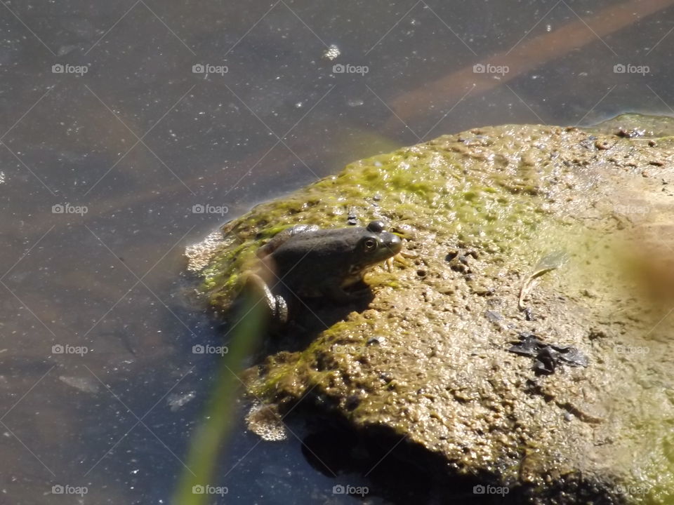 Frog getting some sun