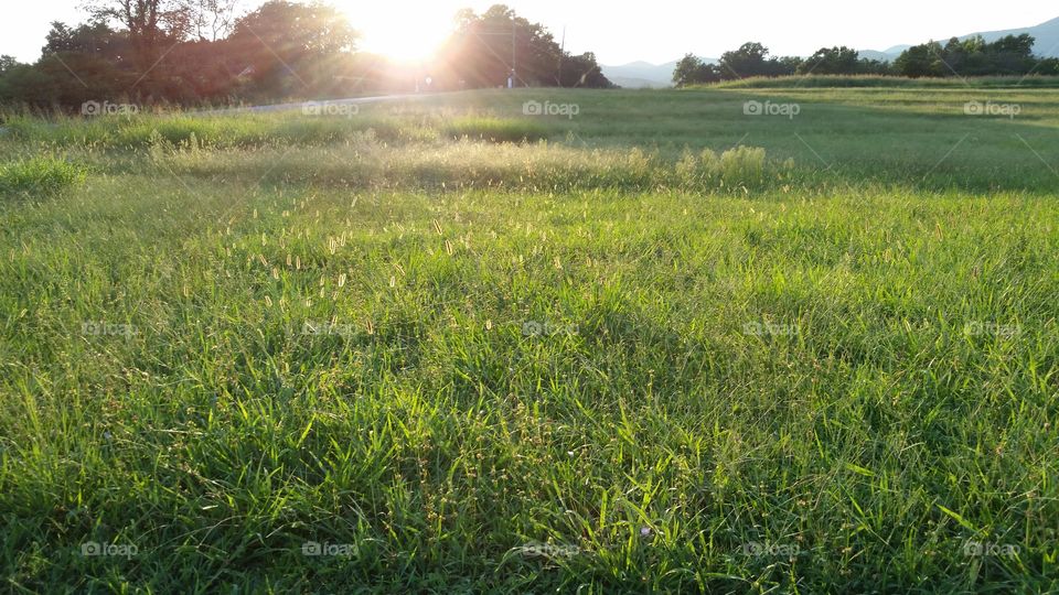 Sun sets on the weeds