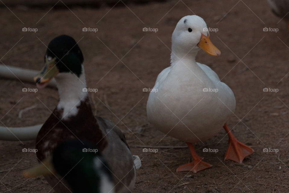 Duck, Bird, Goose, Poultry, No Person