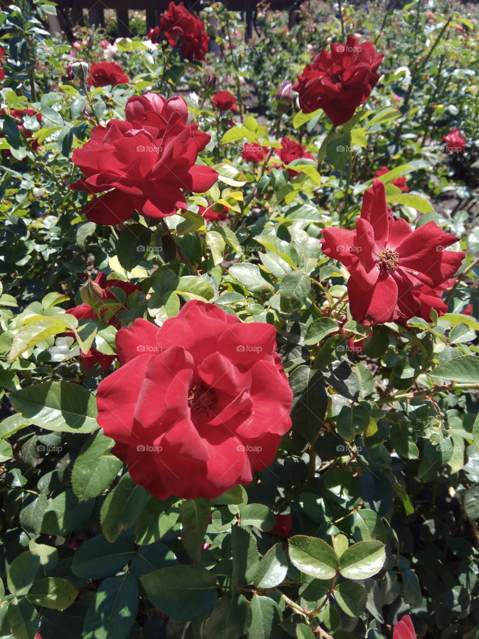 Red roses in the garden.