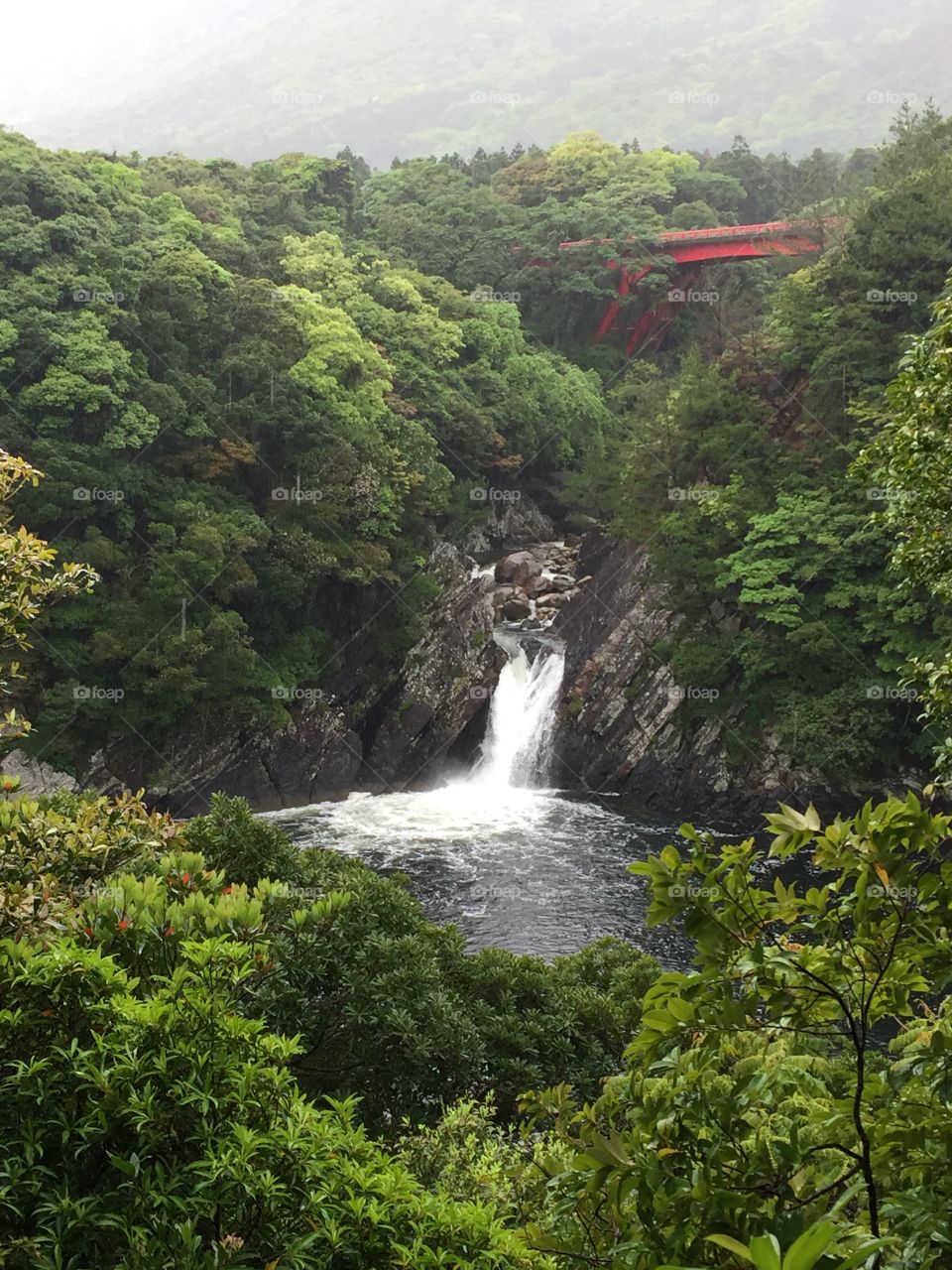 Hiking through the shirantani unsuikyo in Yakushima