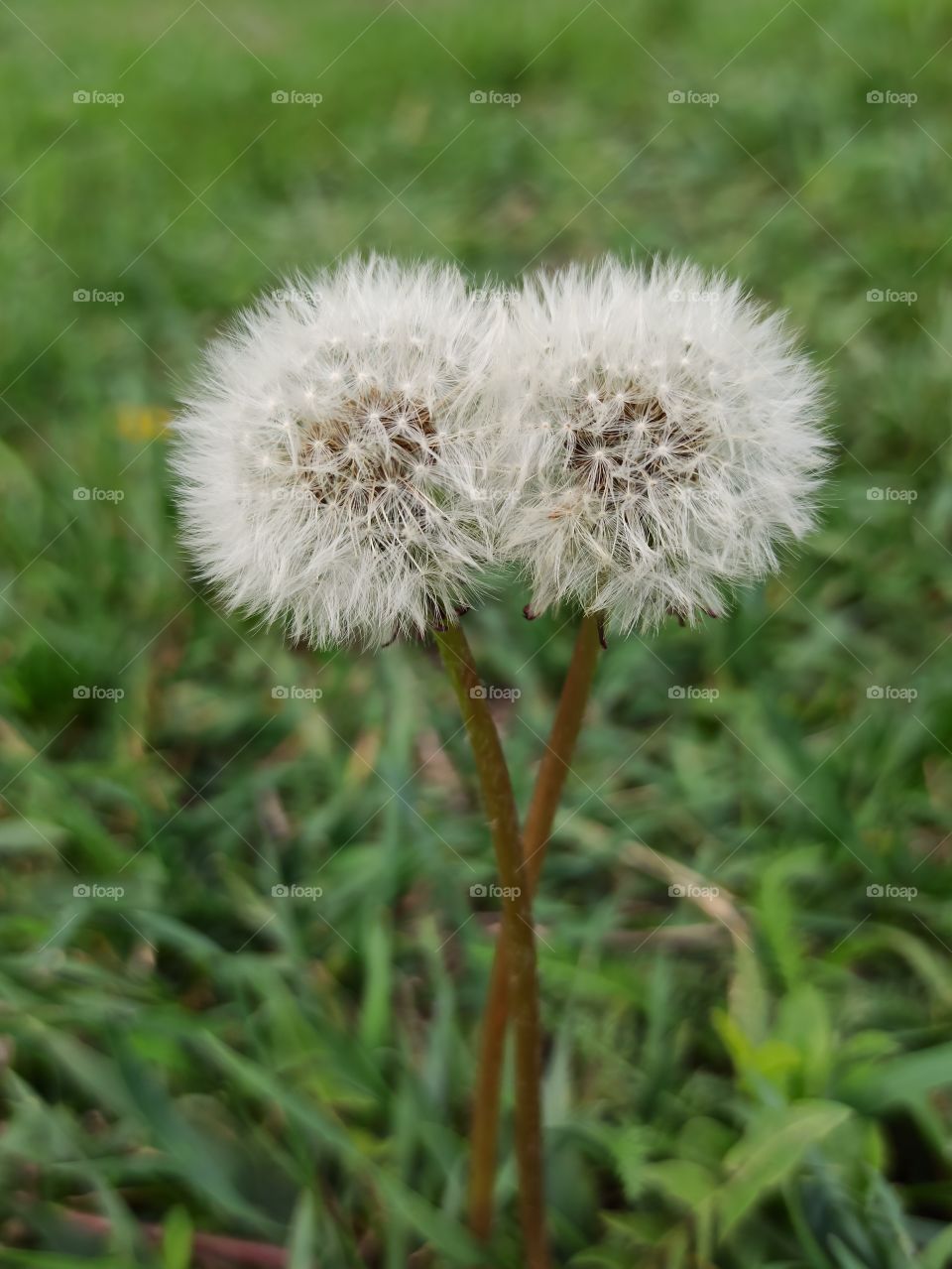 Dandelions