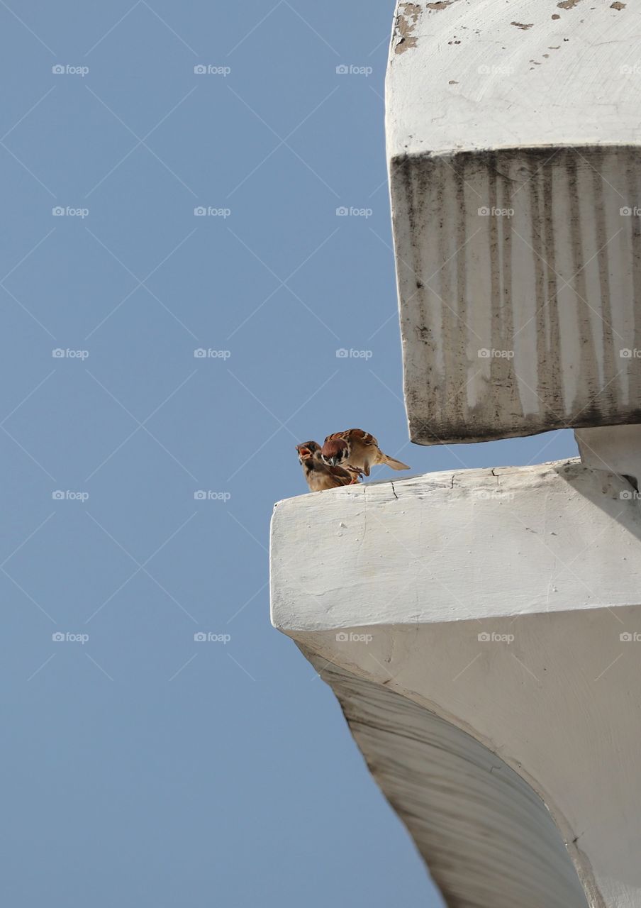 bird catched on the roof