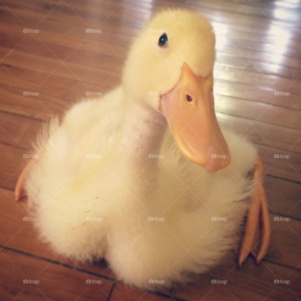 Sweet duck 