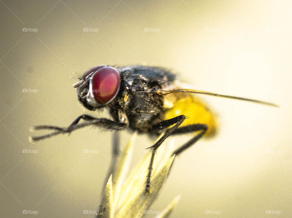 A housefly ready to take off