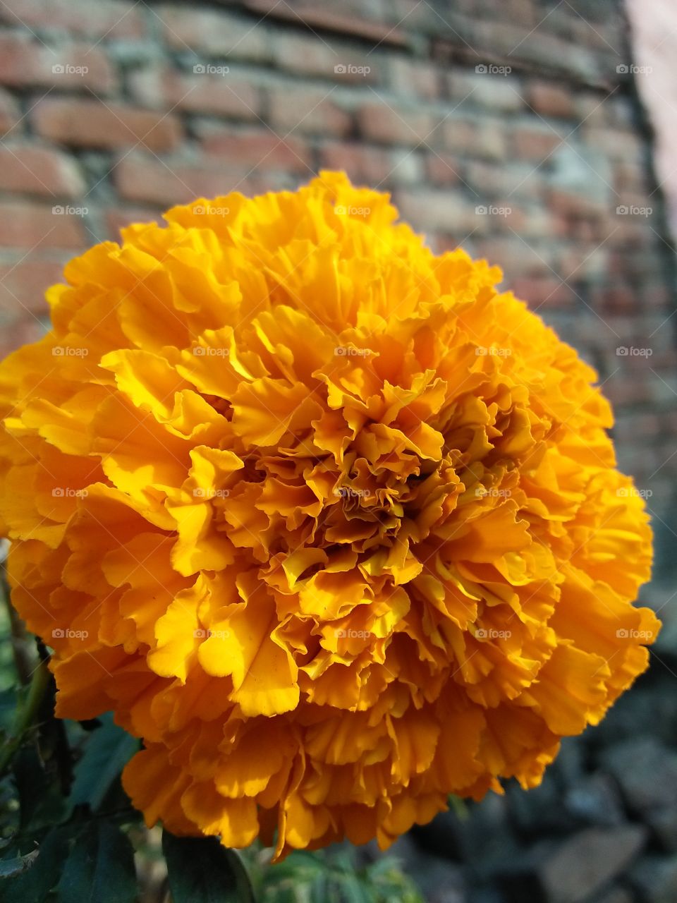 A very beautiful image of big Marigold flower captured all details and colours with an effective focus