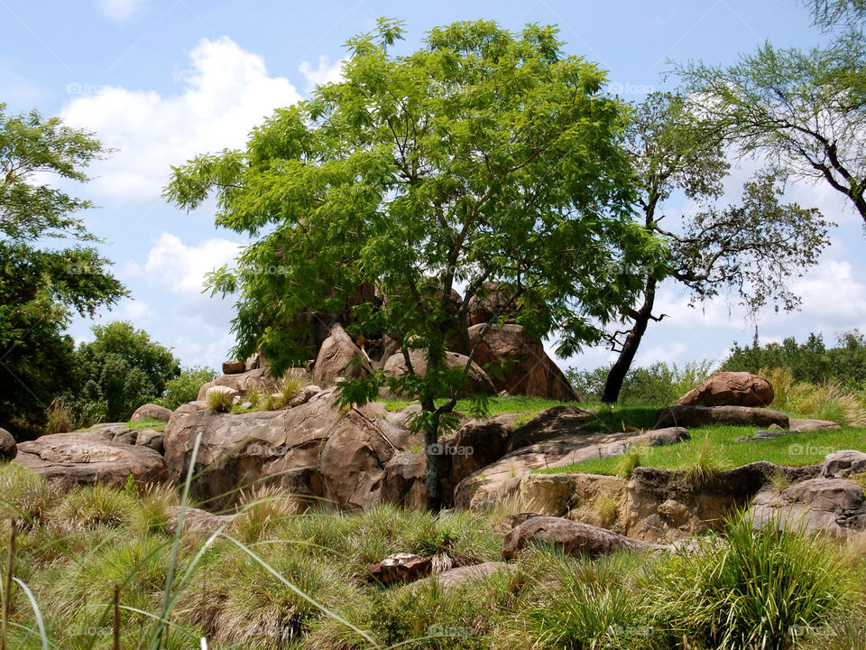 grass tree rocks by refocusphoto