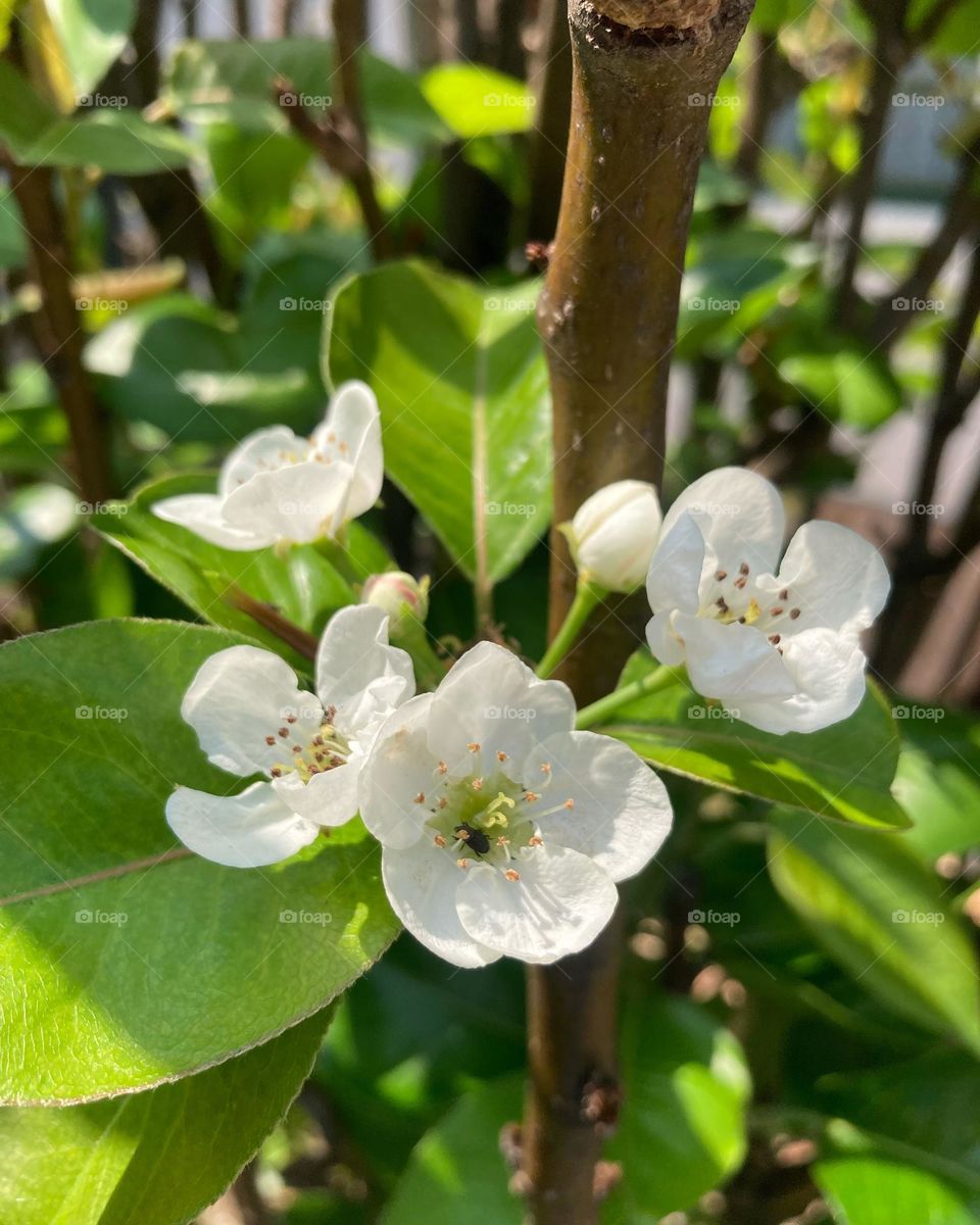 🌹 🇺🇸 Very beautiful flowers to brighten our day.  Live nature and its beauty. Did you like the delicate petals? / 🇧🇷 Flores muito bonitas para alegrar nosso dia. Viva a natureza e sua beleza. Gostaram das pétalas delicadas? 
