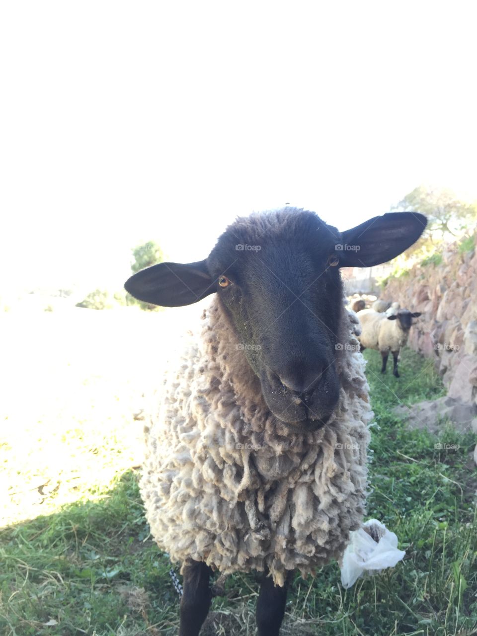 Friendly sheep