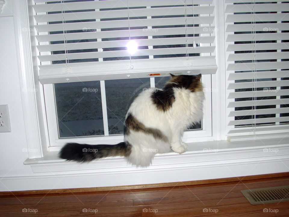 Window cat