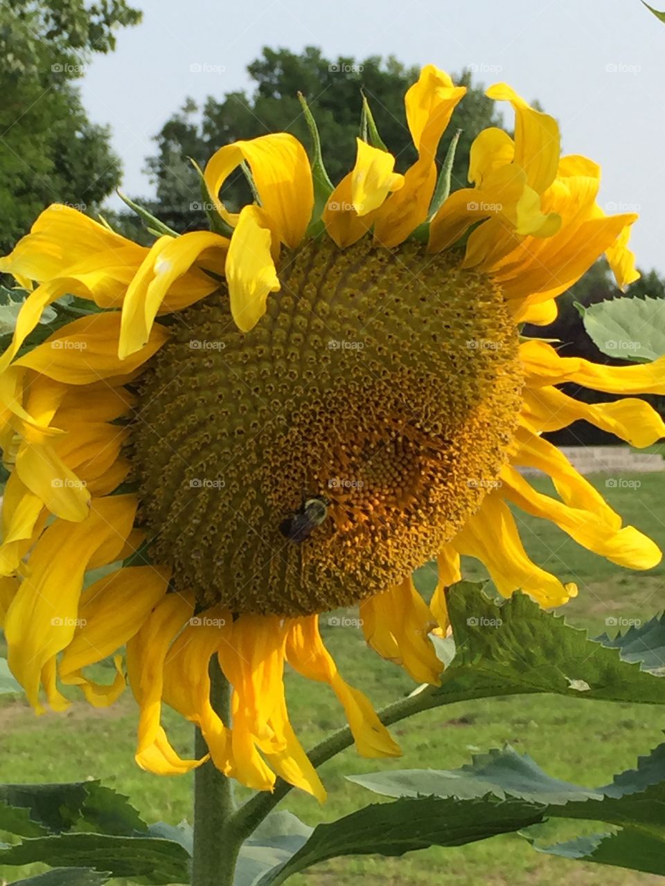 Sunflower and bee 