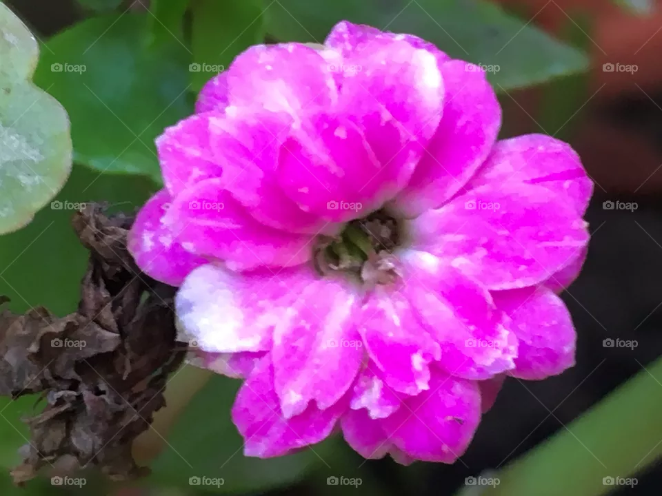 Fuxia
