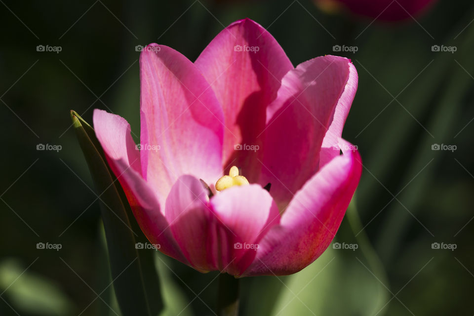 Beautiful close-up photography of a pink tulip