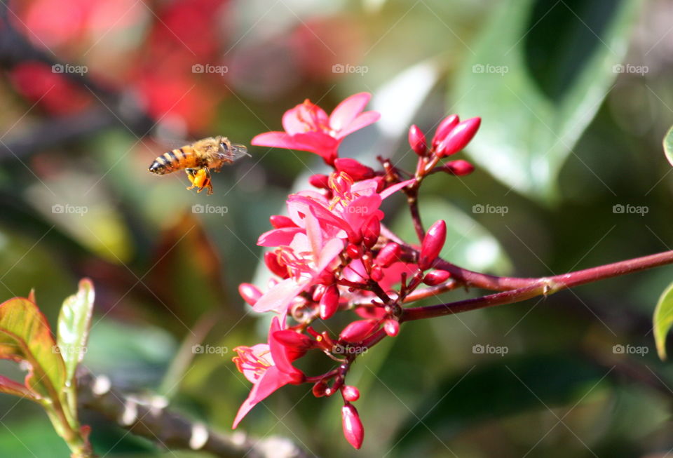 Bee flying to pink flower