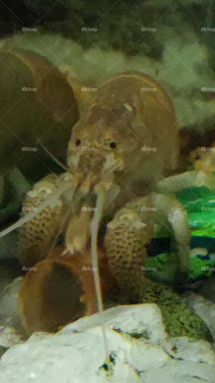 lobster on aquarium