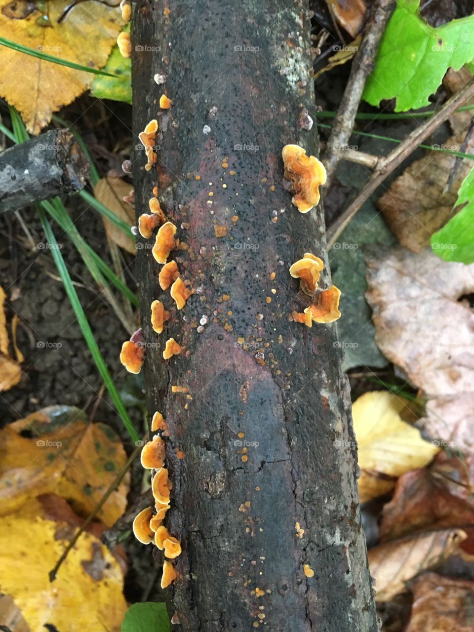 Fungus