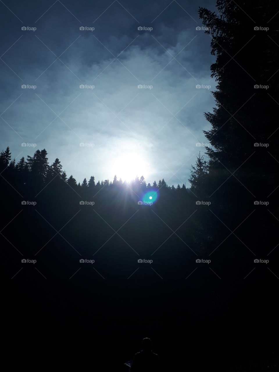 walk through the woods before the sunset