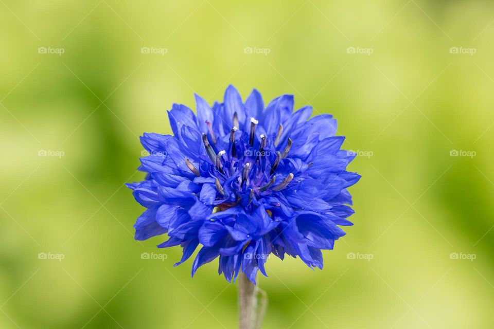 Closeup of one bright blue blooming cornflower with green background in the garden 