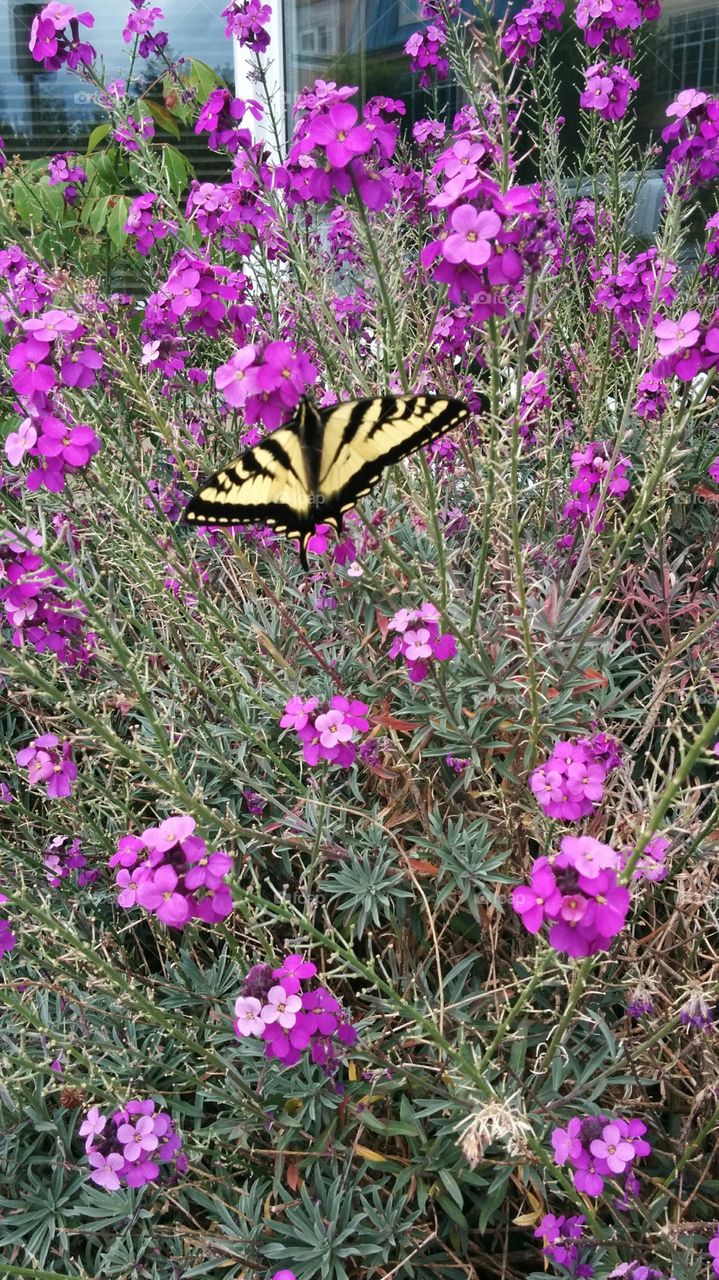 Swallowtail Butterfly. Busy butterfly on the wallflower 