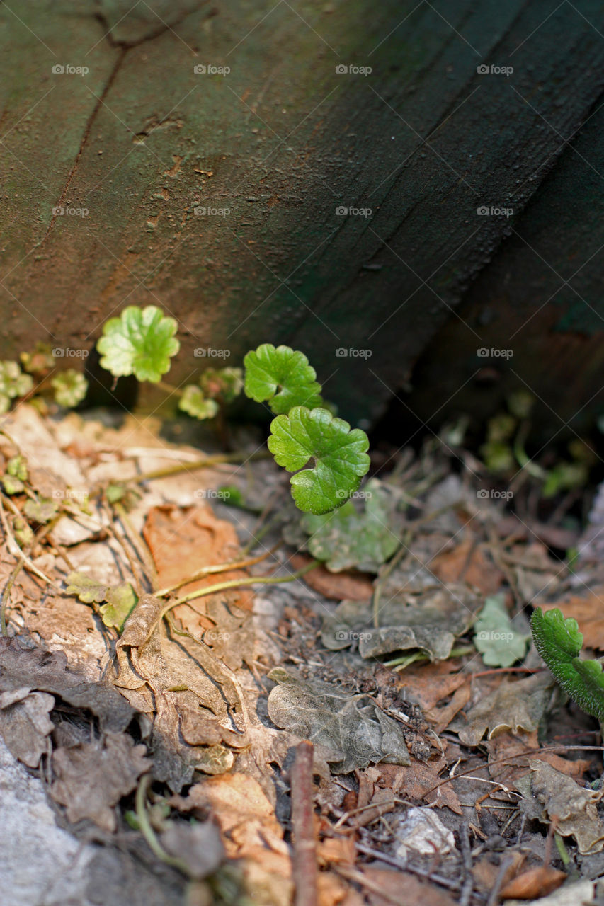 plants in spring