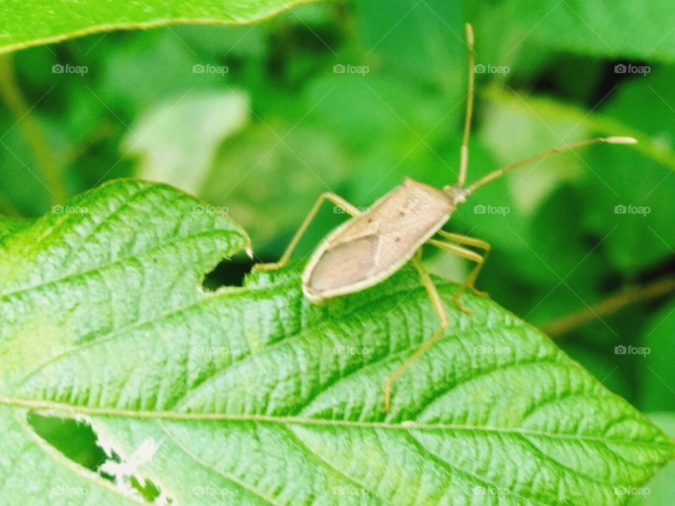 insect at the tip of the leaf.
