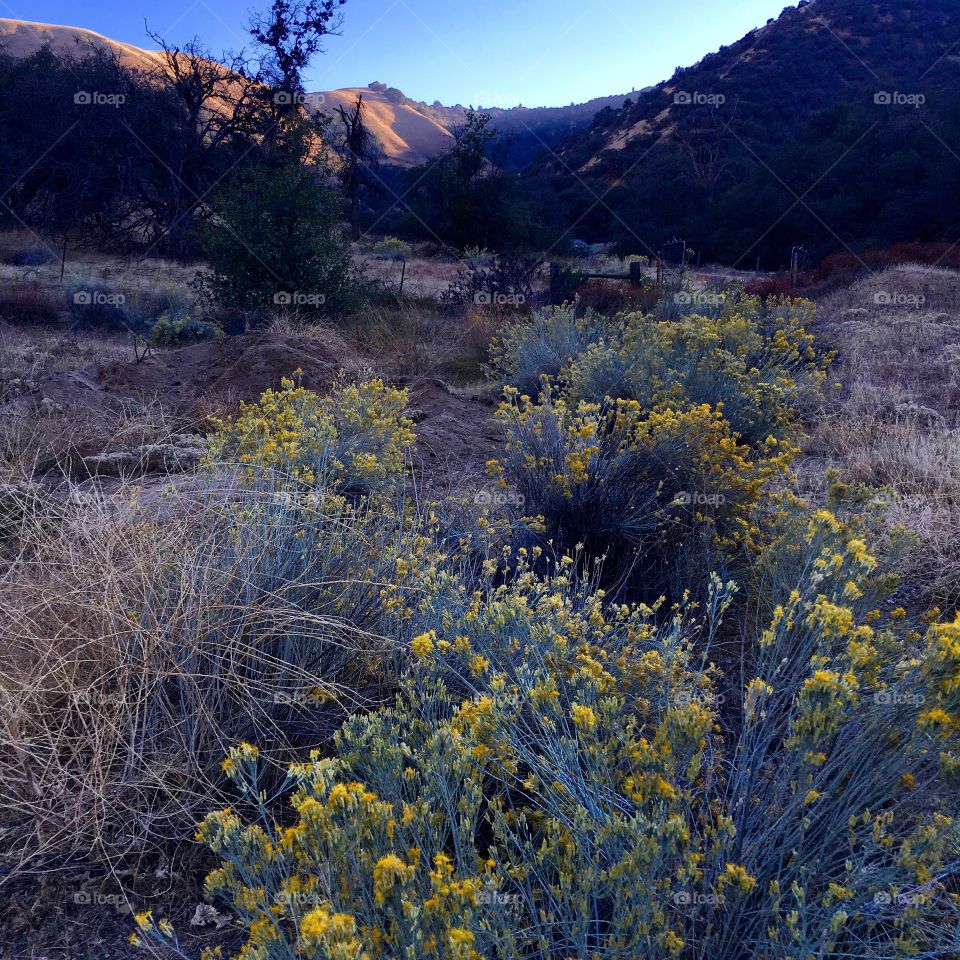 Tejon Ranch California landscape 