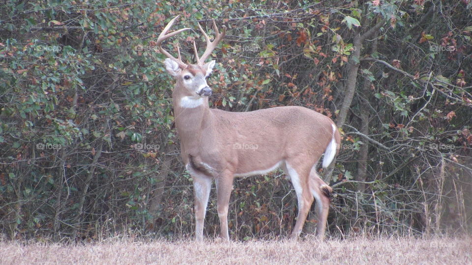 whitetail buck