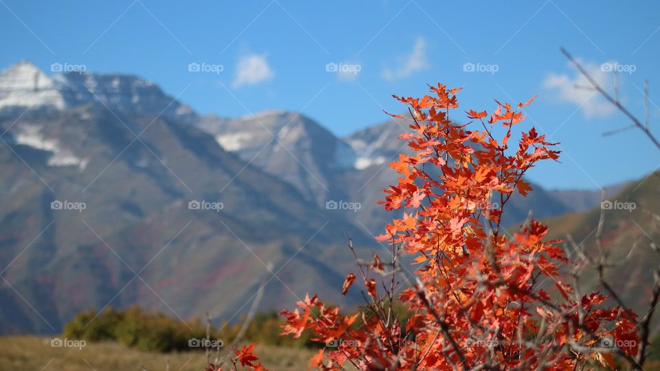 mountain with fall leaves