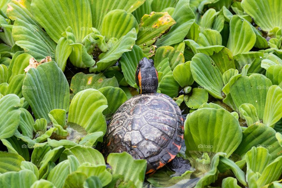 Tortoise turlte walking on aquatic vegetation