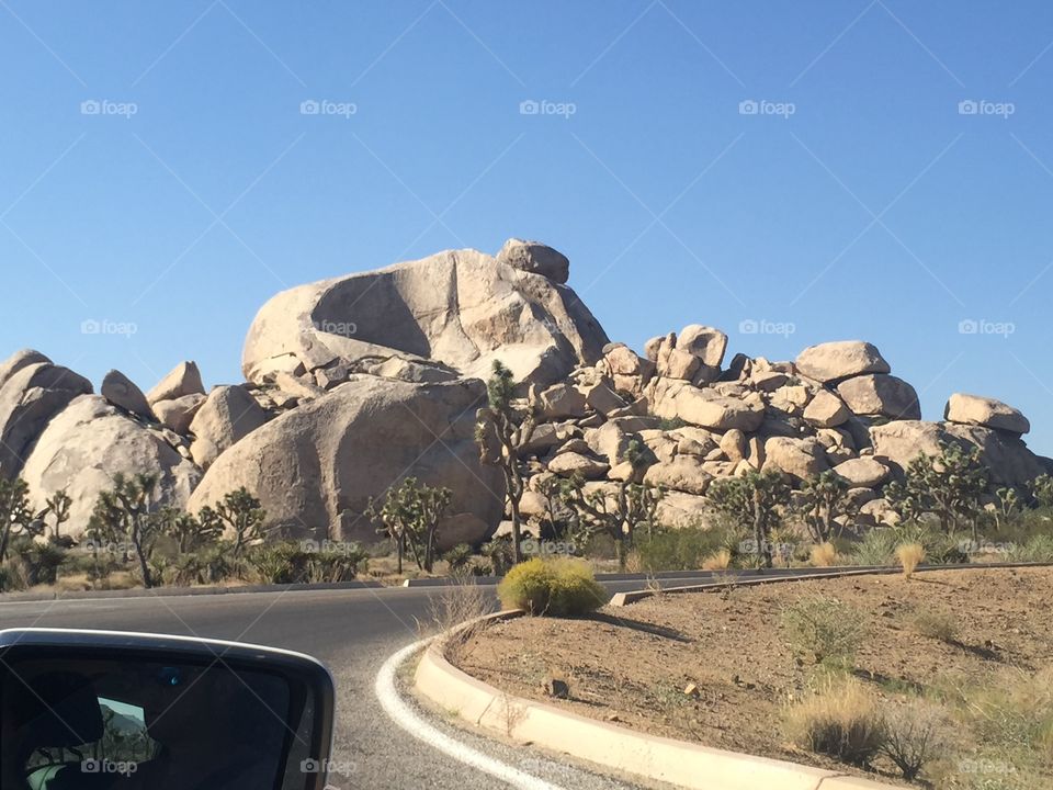 Joshua tree