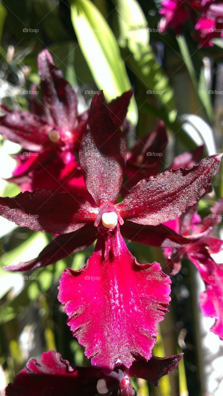 Red Orchid. just a red orchid