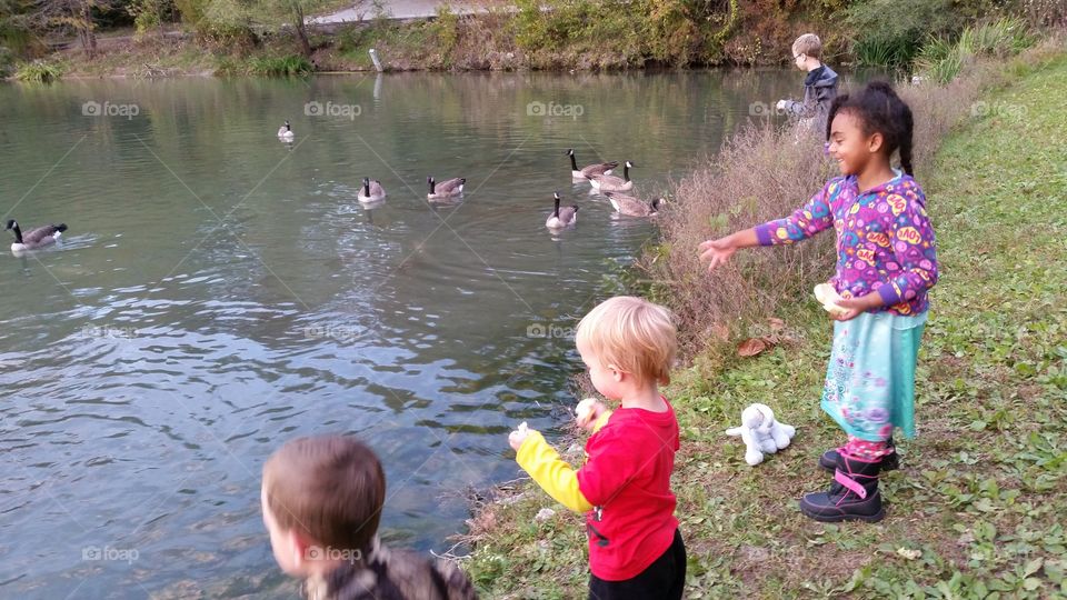 kids feeding geese at a park