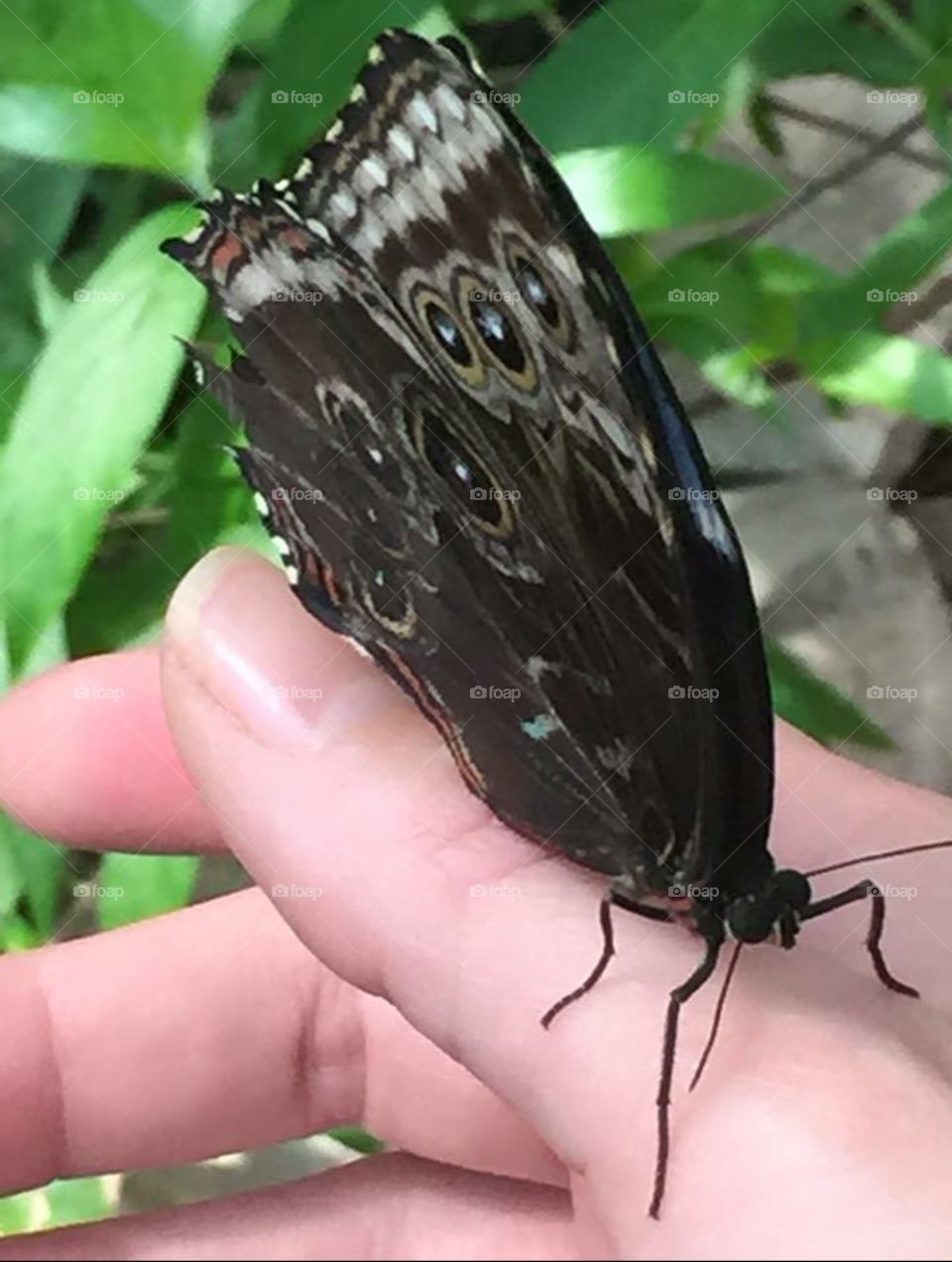 Butterfly Landing. Butterfly on a hand 