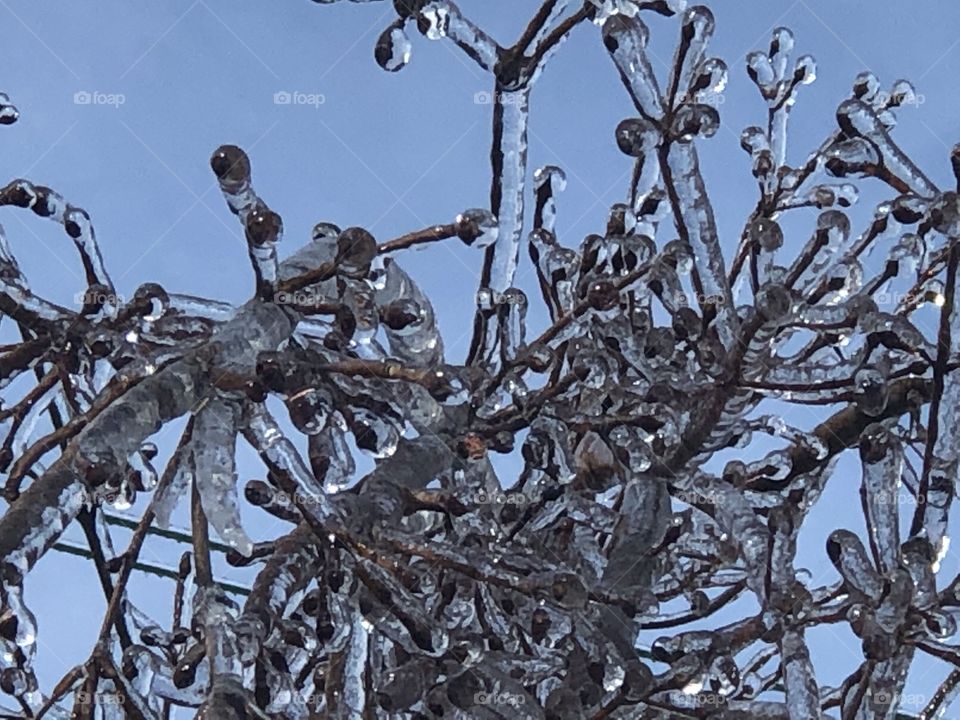 Tree branches encased in ice