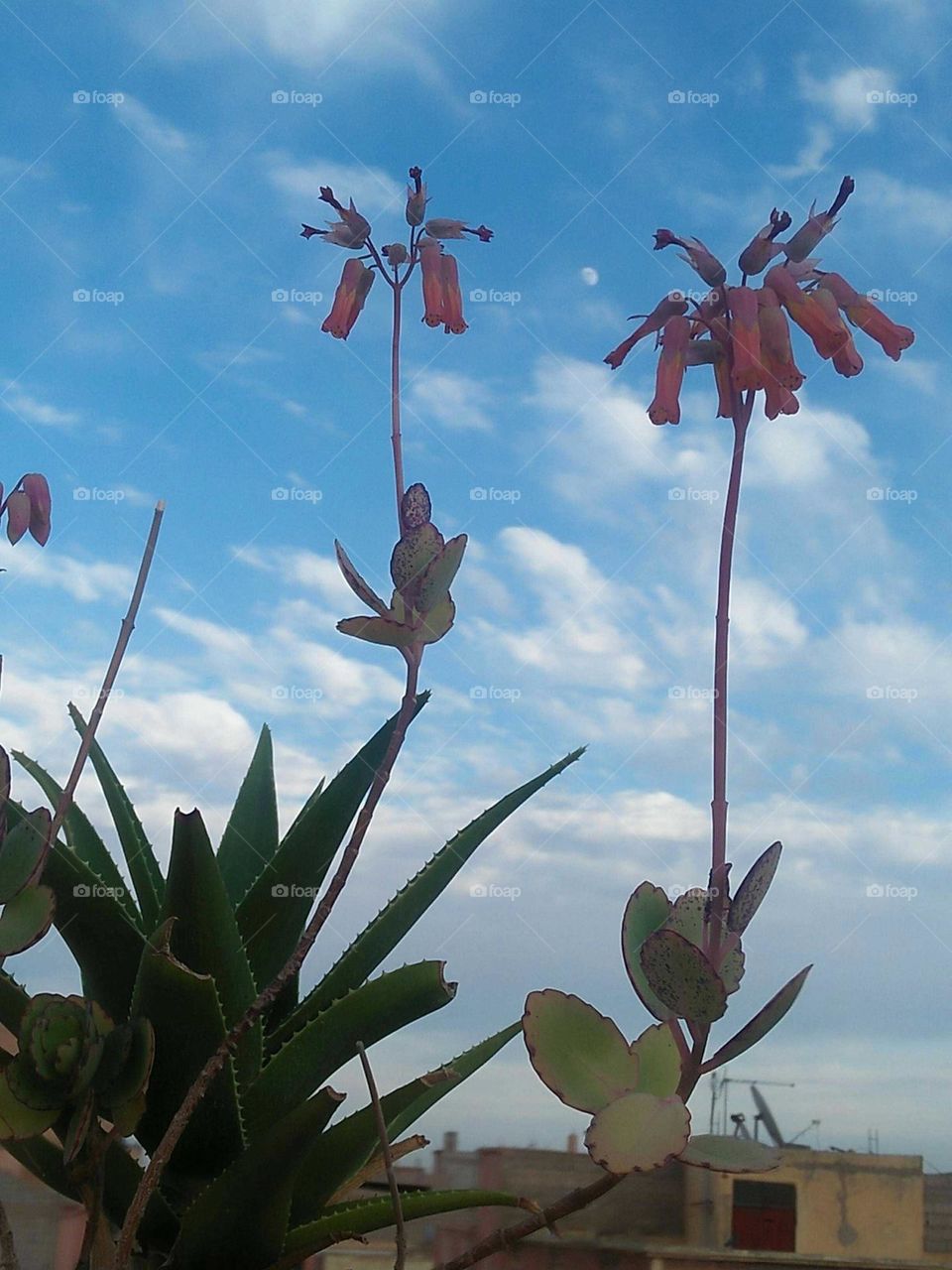 Beautiful flowers embraced blue and foggy sky