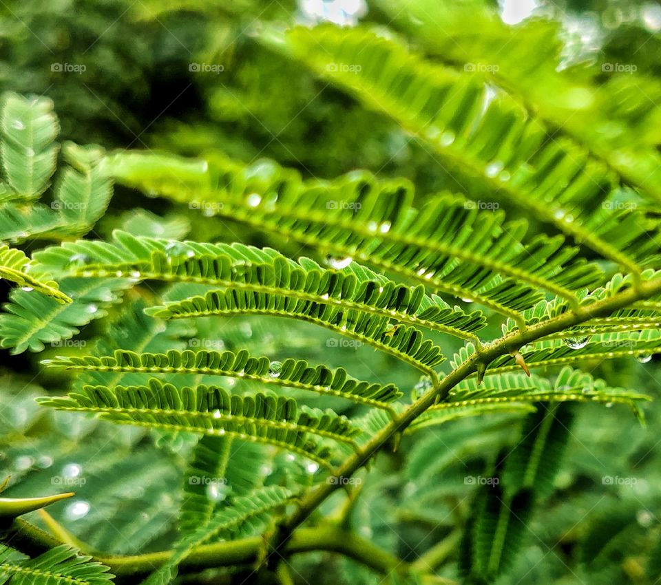 Rainy days or Pearly days... every where glittering drops so amazing to see these rain drops, always refreshing and attractive