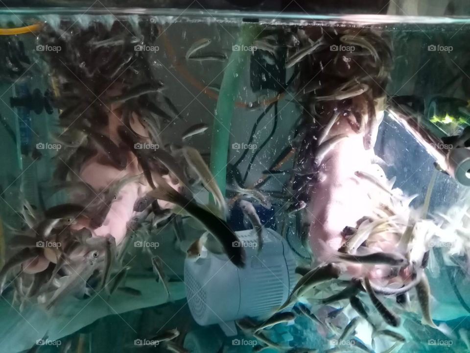 Fish spa