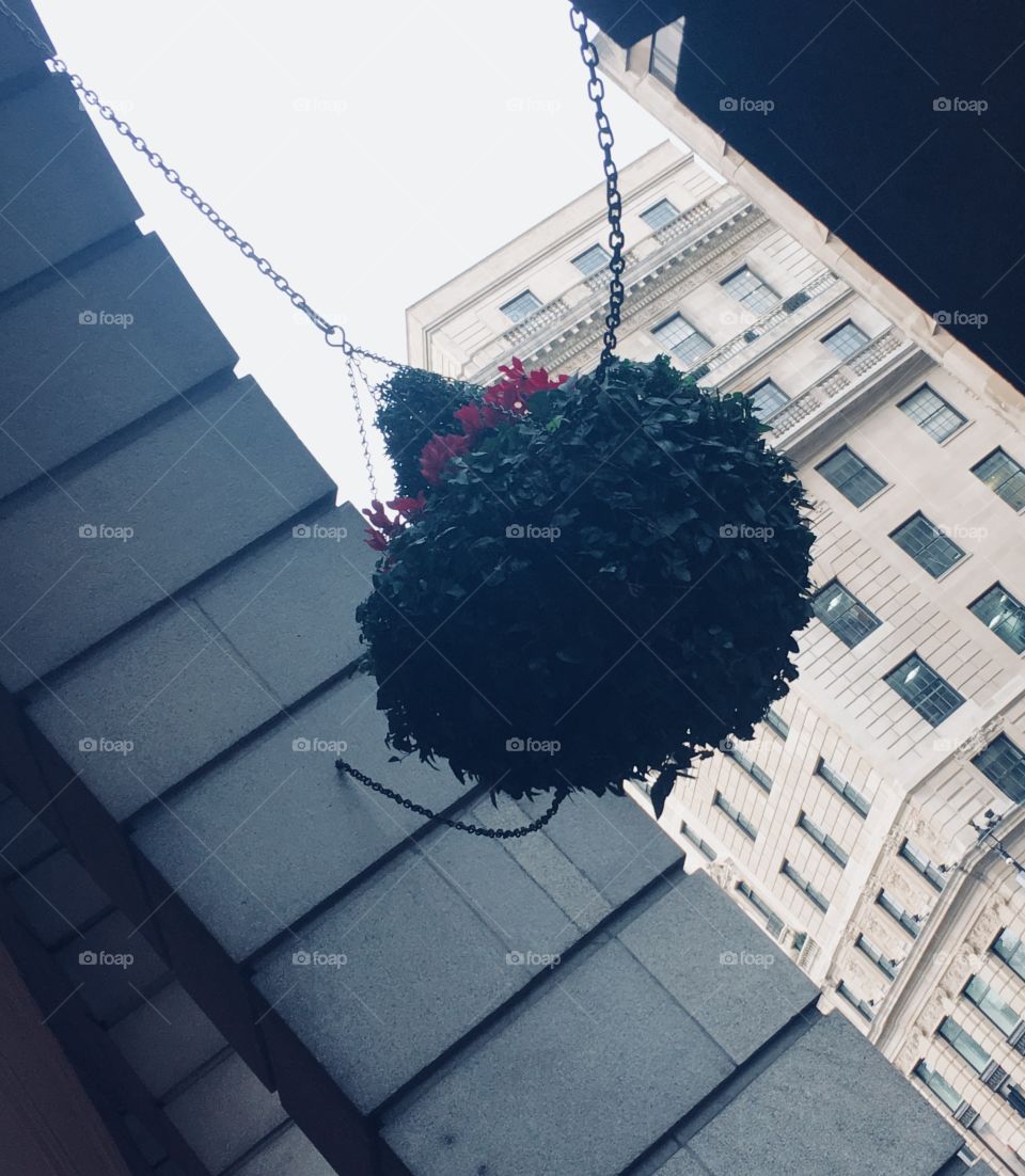 Hanging flower basket at the Ritz