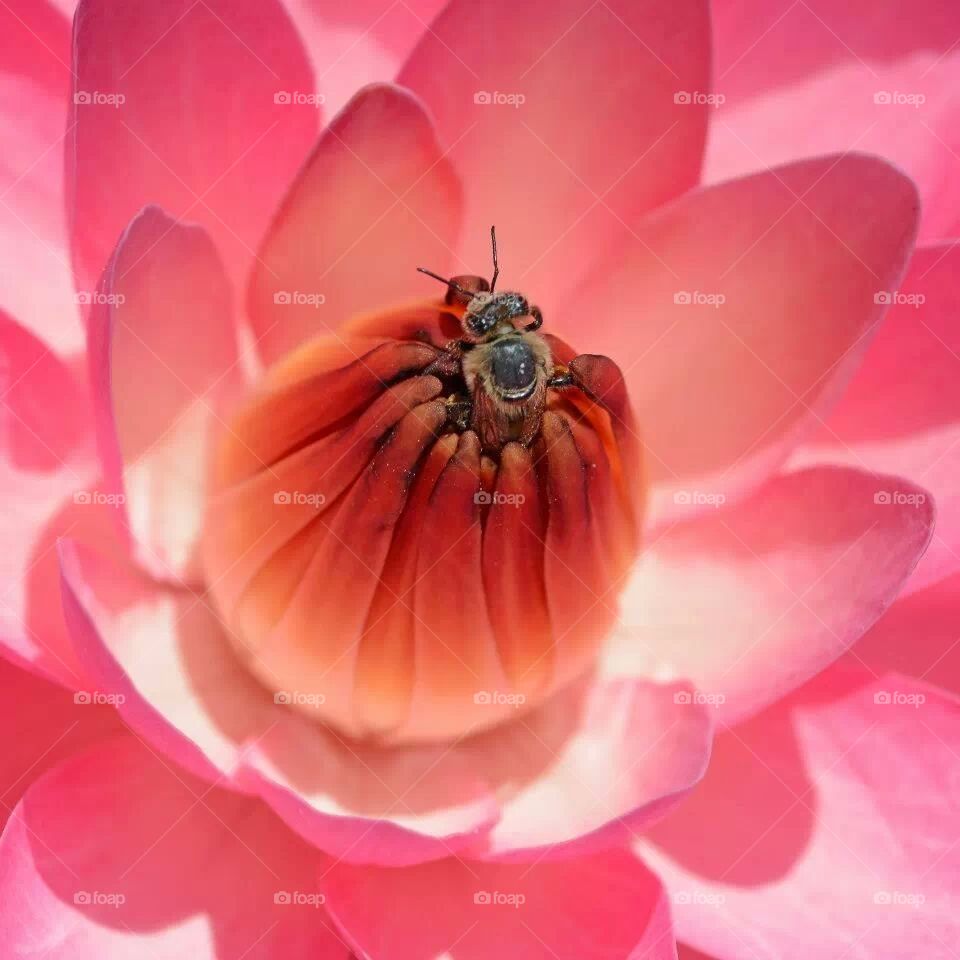 Pink flower with bee