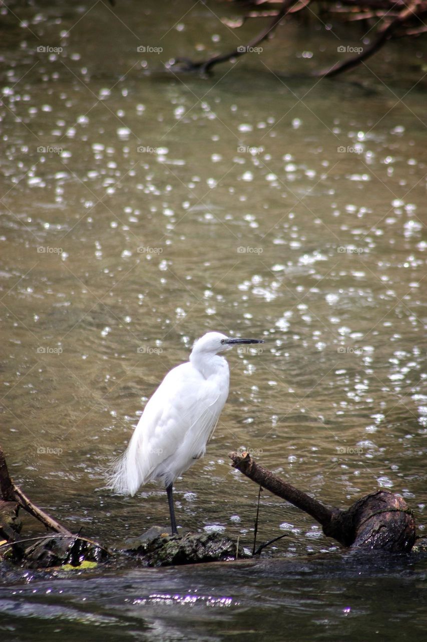 a egret in a waterstream.