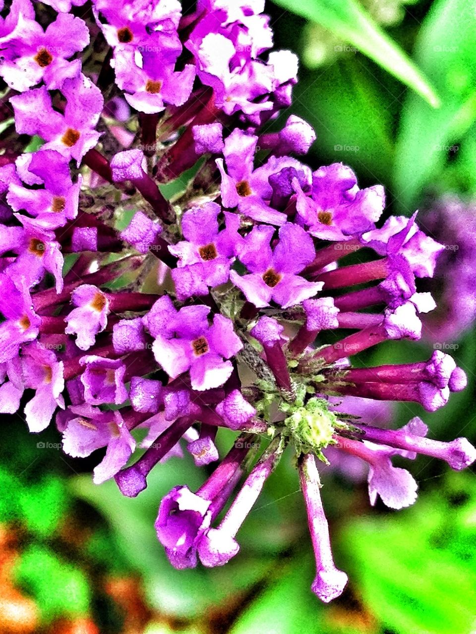 flowers garden nature macro by hannahdagogo