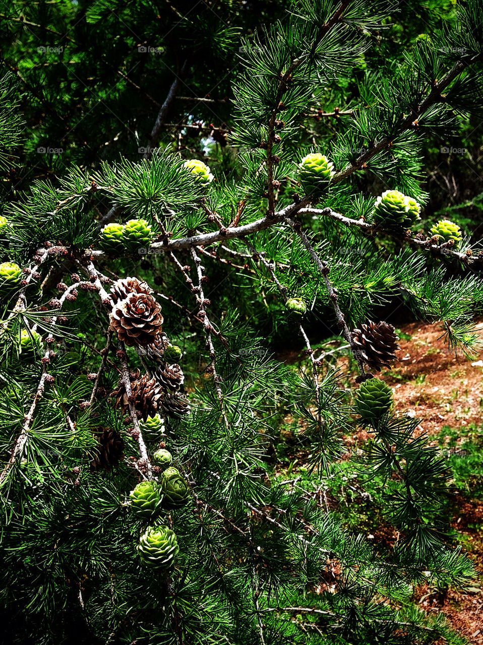 New and old pine cones
