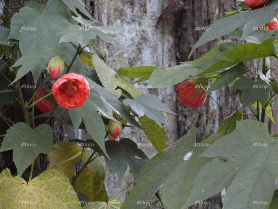 Red blooming 