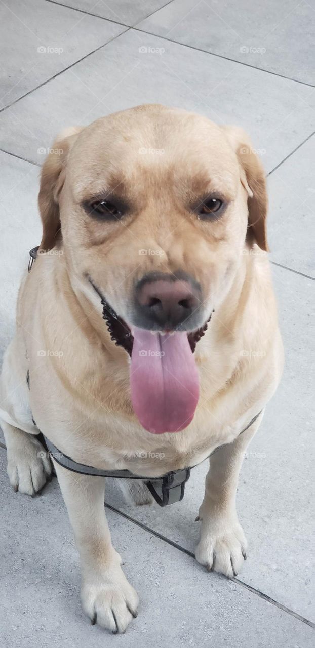 Its eyes blaze with fury, daring anyone to challenge its authority. Don't be fooled by its size, this little fireball packs a big punch and isn't afraid to use it!